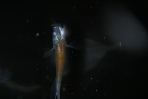 [画像:6d736a42-s.jpg]