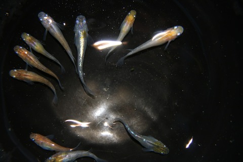 [画像:6da6d2bd-s.jpg]