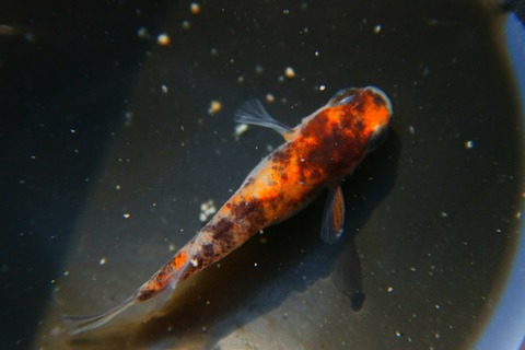 [画像:6de468e2-s.jpg]