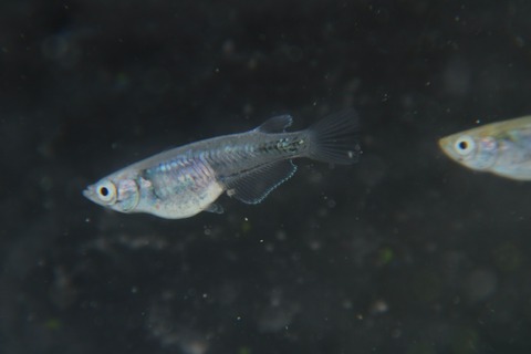 [画像:6f2eeed5-s.jpg]