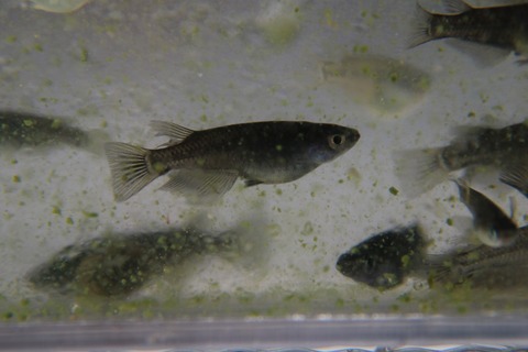 [画像:6f7c5623-s.jpg]