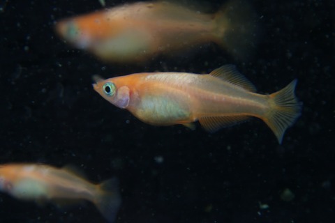 [画像:717d6927-s.jpg]