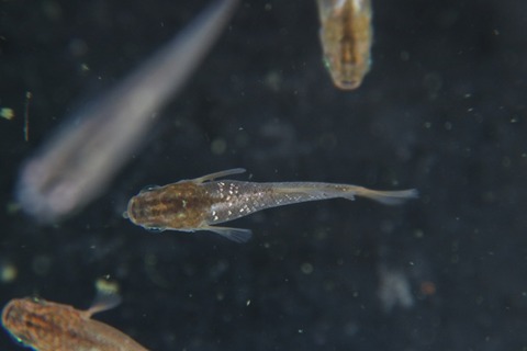 [画像:72d9fed5-s.jpg]