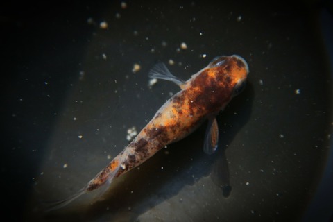 [画像:752beeb1-s.jpg]