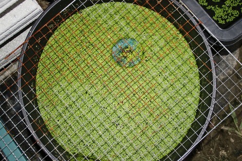 [画像:754d8c0e-s.jpg]