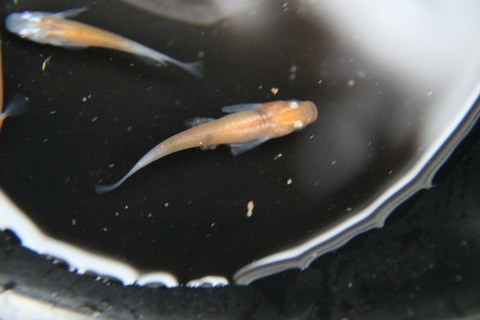 [画像:76034c95-s.jpg]