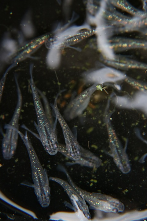 [画像:764c2eee-s.jpg]