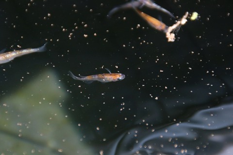 [画像:76749243-s.jpg]