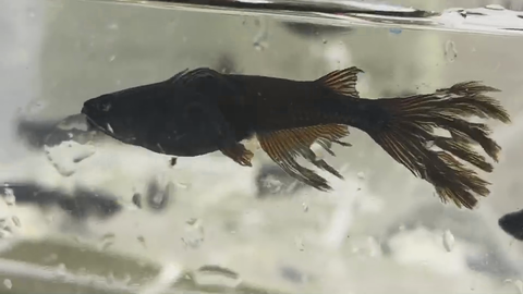 Capture_LINE_MOVIE_1595873771882_20200728_031827