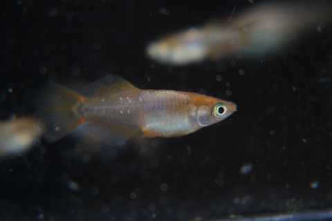 [画像:7a41bba1-s.jpg]