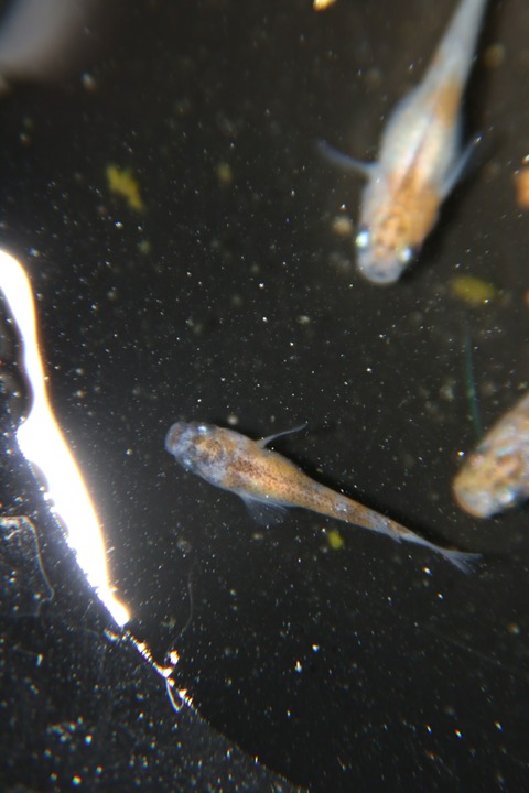 [画像:7d6906e1-s.jpg]