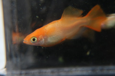 [画像:7dea975d-s.jpg]