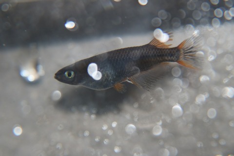 [画像:7e08b00e-s.jpg]