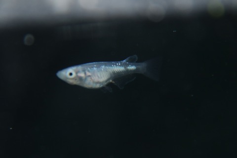 [画像:80f3f4c3-s.jpg]