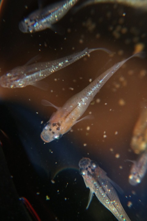 [画像:816bd3ce-s.jpg]