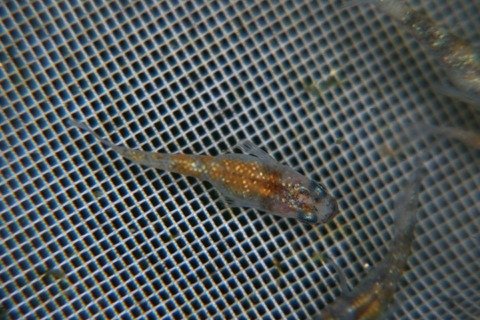 [画像:8431c539-s.jpg]