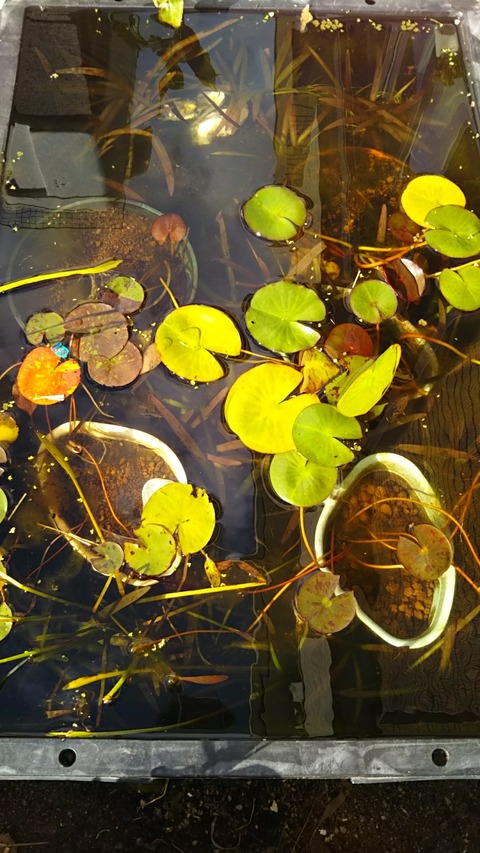 [画像:84b60017-s.jpg]