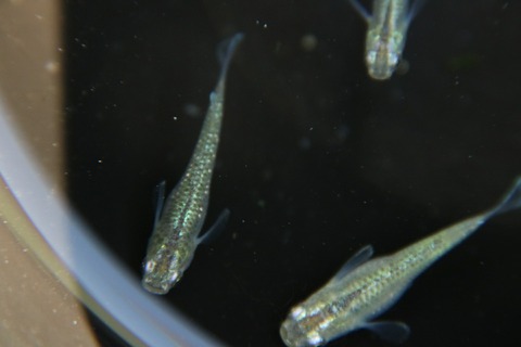 [画像:8561a725-s.jpg]