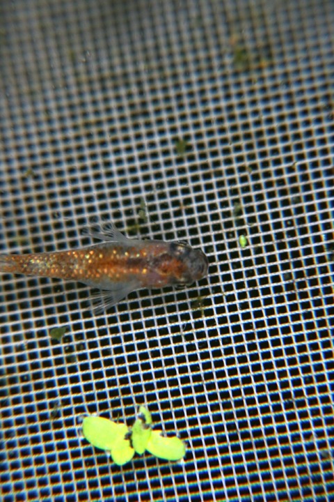 [画像:859adfa4-s.jpg]