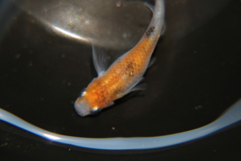 [画像:85b95496-s.jpg]