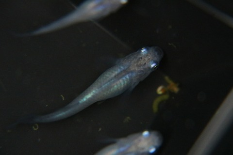 [画像:860f9729-s.jpg]