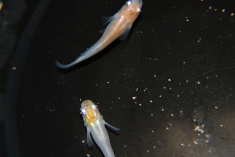 [画像:86b1997d-s.jpg]