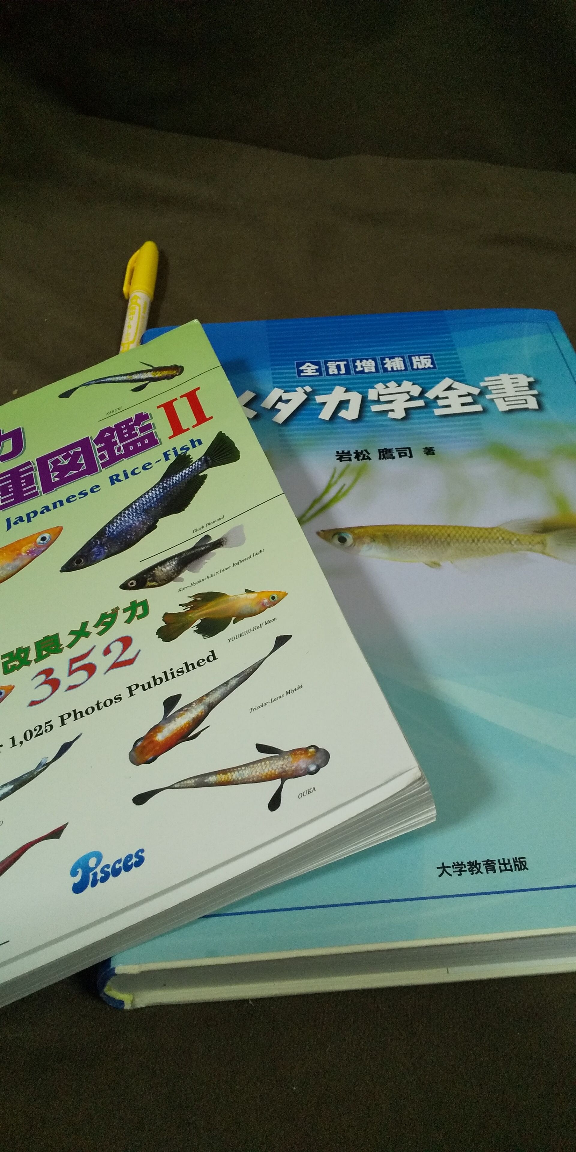 夢中めだかさんプレゼント企画の当選者のカター 凸凹めだか凸凹 夢中めだかさんプレゼント企画の当選者のカター 凸凹めだか凸凹