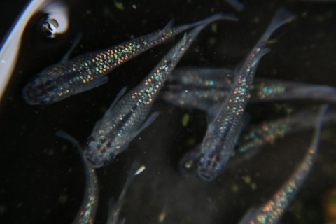 [画像:8cbdf58c-s.jpg]