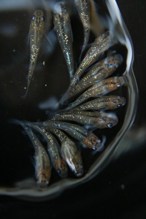 [画像:8e01deac-s.jpg]