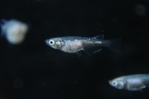 [画像:8e2d5c37-s.jpg]