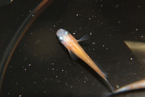 [画像:8f947381-s.jpg]