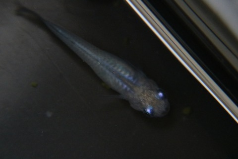 [画像:911312d2-s.jpg]