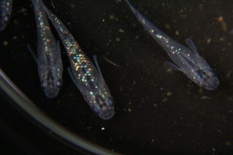 [画像:91a3ed39-s.jpg]