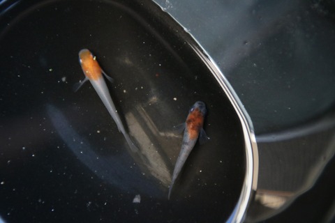 [画像:922d6d87-s.jpg]