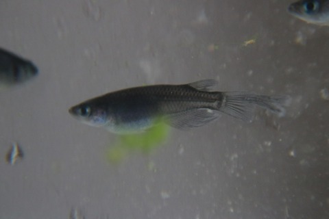 [画像:9597ca64-s.jpg]