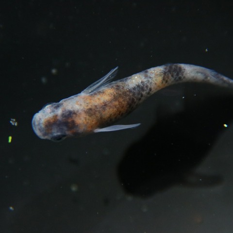 [画像:9768dbd4-s.jpg]