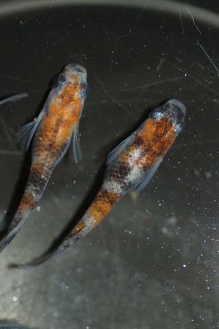 20190417154534_IMG_6473