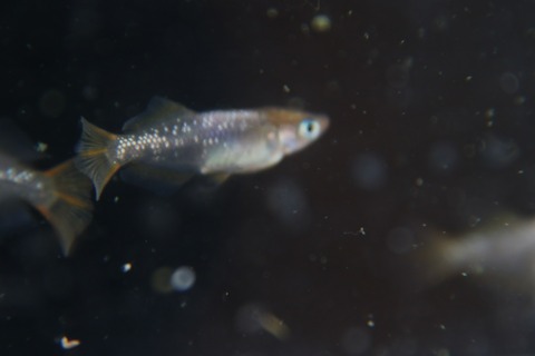 [画像:9b346dae-s.jpg]