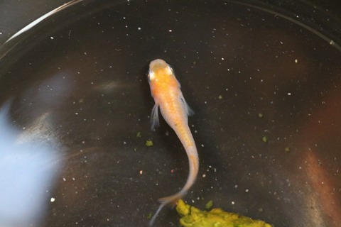 20180323172520_IMG_4056