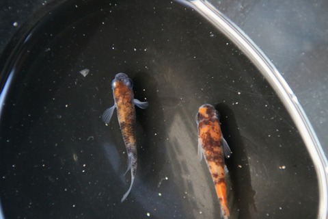 [画像:9d5f5395-s.jpg]