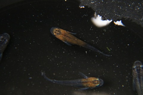 [画像:9eb60d33-s.jpg]