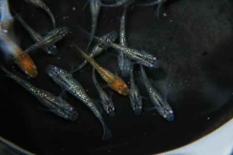 [画像:a0f9e0c6-s.jpg]