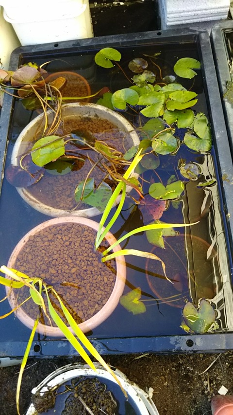 [画像:a21a591d-s.jpg]