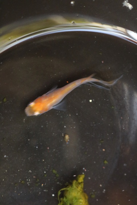 20180323172529_IMG_4057