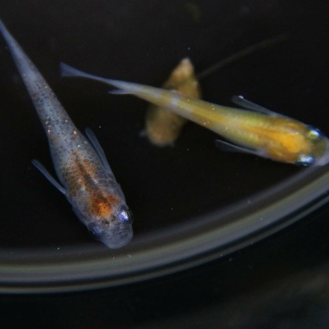 [画像:a3973338-s.jpg]