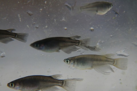 [画像:a524afe8-s.jpg]