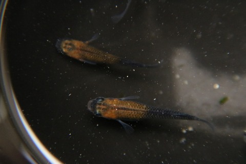 [画像:a5383466-s.jpg]