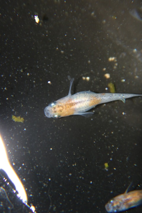 [画像:a6784b46-s.jpg]