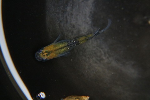 [画像:a70ecf31-s.jpg]