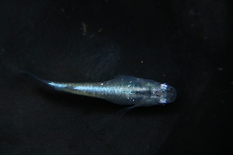 [画像:a9aac549-s.jpg]